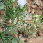 Althaea hirsuta 花