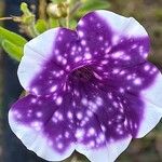 Petunia x atkinsiana Flors