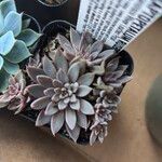 Graptopetalum rusbyi ഇല