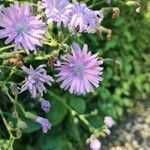 Lactuca macrophylla Fleur