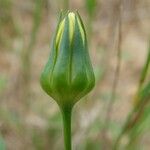 Blackstonia imperfoliata 花
