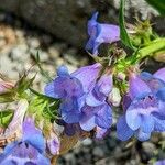 Penstemon scariosus Flor