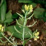 Sisymbrella aspera Otro