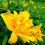 Hemerocallis middendorffii Λουλούδι