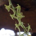 Rhipidoglossum longicalcar Flor