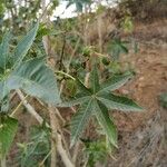 Ricinus communisList