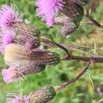 Cirsium arvenseFlors