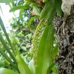 Oberonia disticha Fruit