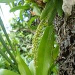 Oberonia disticha Meyve