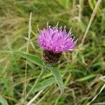 Centaurea nigraപുഷ്പം