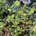 Cerastium alpinum Folha