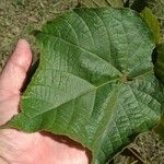 Dombeya reclinata Leaf