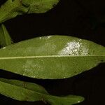 Peddiea africana Blatt