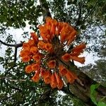 Bomarea costaricensis