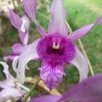Dendrobium spp. Kwiat