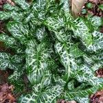 Arum italicum Liść