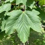 Acer pseudoplatanusFolha