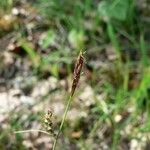 Carex tomentosa Fruit