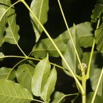 Handroanthus guayacan Levél