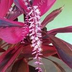 Cordyline fruticosaКвітка