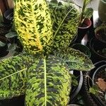 Dieffenbachia grayumiana ഇല