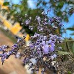 Vitex negundo Virág