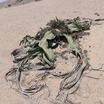 Welwitschia mirabilis Habitus