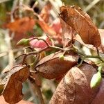 Ipomoea heptaphylla Elinympäristö