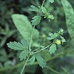 Potentilla biennis