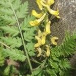 Corydalis cheilanthifolia Blomma