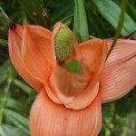 Freycinetia cumingiana Flower