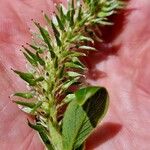 Salix appendiculata 果実