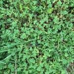 Alchemilla arvensis Leaf