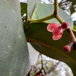 Garcinia amplexicaulis