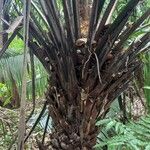 Elaeis oleifera Hoja