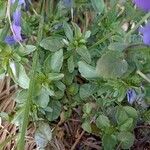 Viola cornuta Leaf