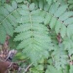 Sorbus aucupariaLeaf