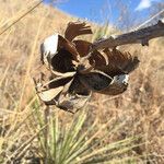 Yucca arkansana Hábito