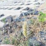 Setaria viridis Fruit