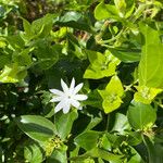 Jasminum multiflorum Flower