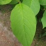 Syringa josikaea Leaf