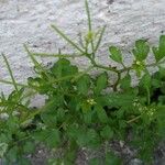 Cardamine bonariensis Leaf