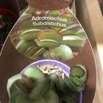 Adromischus subdistichus Hoja