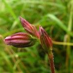 Lychnis flos-cuculi Λουλούδι