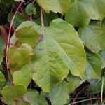 Parthenocissus tricuspidata Blad