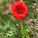 Papaver setiferumBlüte