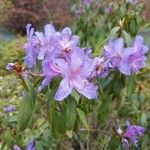 Rhododendron augustinii Λουλούδι