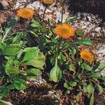 Erigeron aureus 花