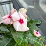 Catharanthus roseusCvijet