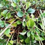 Eriogonum umbellatum Leaf